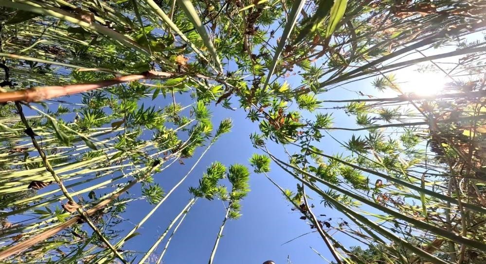 Samsun’da kenevir üretimi için son tarih uyarısı: Başvurular 1 Nisan’da bitiyor