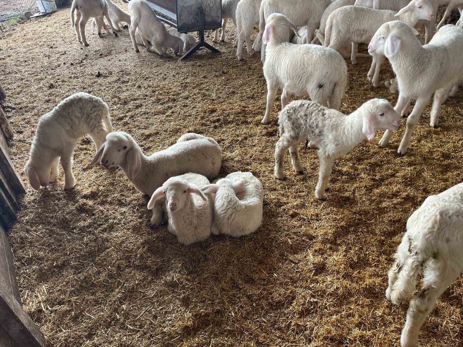 Soğuk havalarda gerçekleşen doğumun ardından üreticilerin yüzü güldü