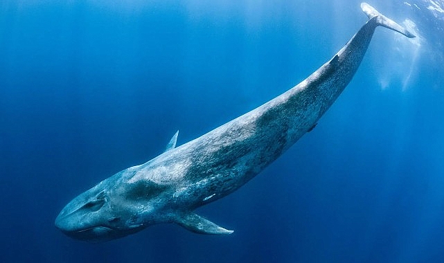 'Derin Deniz Devleri',   28 Haziran Pazar Saat 20.00'de  National Geographic WILD Ekranlarında!