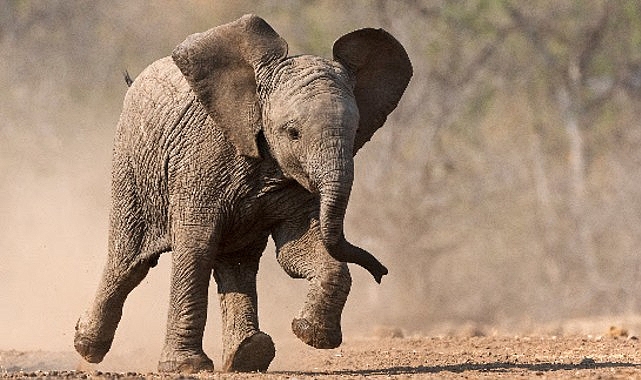 'Küçük Devler',   23 Ağustos Pazar Saat 20.00'de  National Geographic WILD Ekranlarında!   