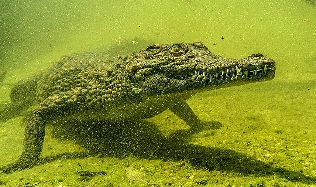 'Okavango'nun Vahşi Timsahları',   4 Ekim Pazar Saat 20.00'de National Geographic WILD Ekranlarında!
