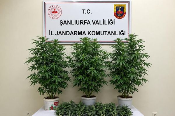 Şanlıurfa’da 13 kök kenevir ele geçirildi Şanlıurfa’da 13 kök kenevir ele geçirildi