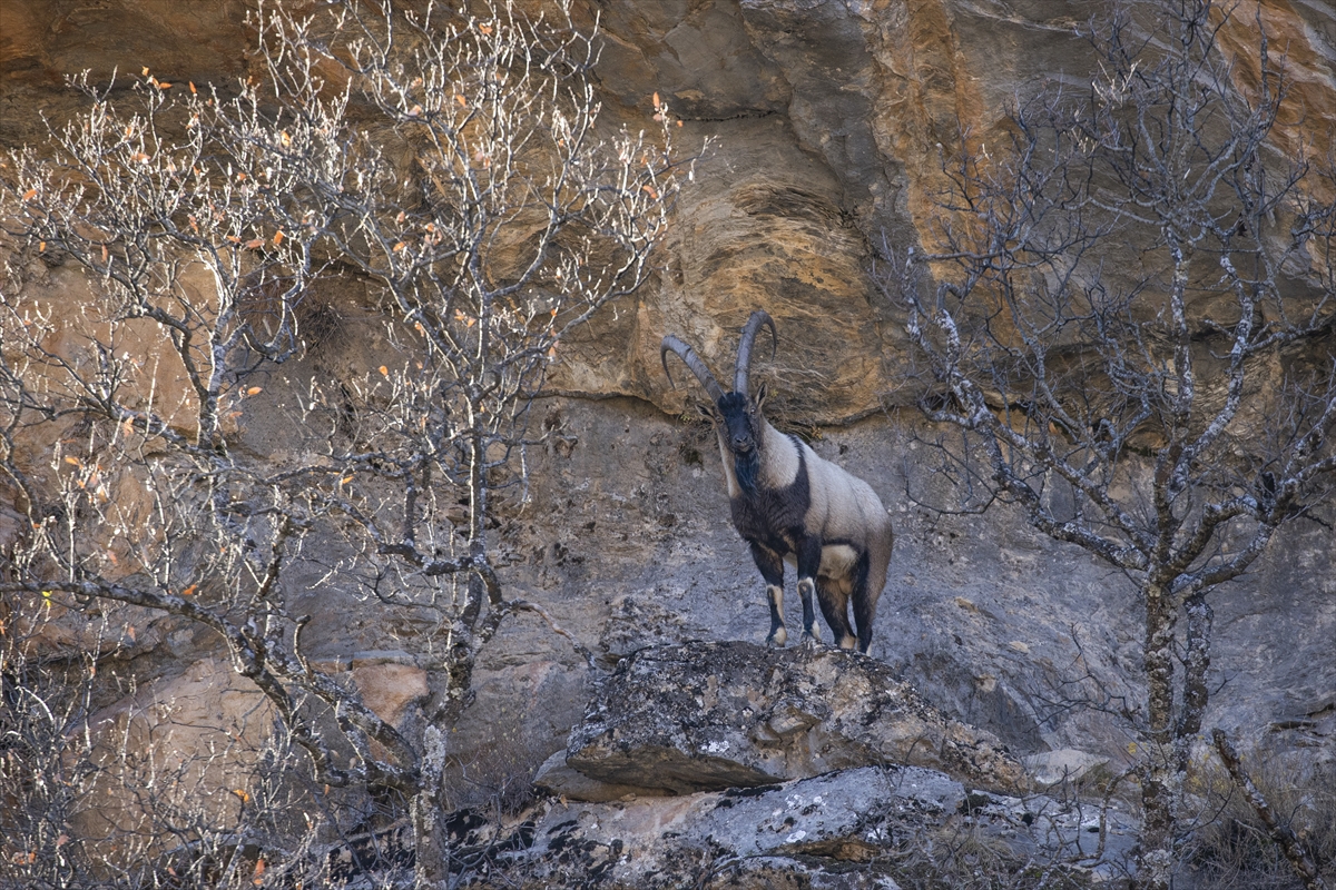 Tunceli'de yaban keçileri Munzur Vadisi'ne indi