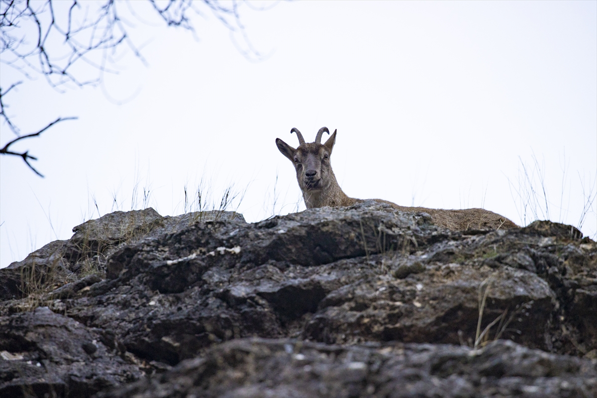 Tunceli'de yaban keçileri Munzur Vadisi'ne indi