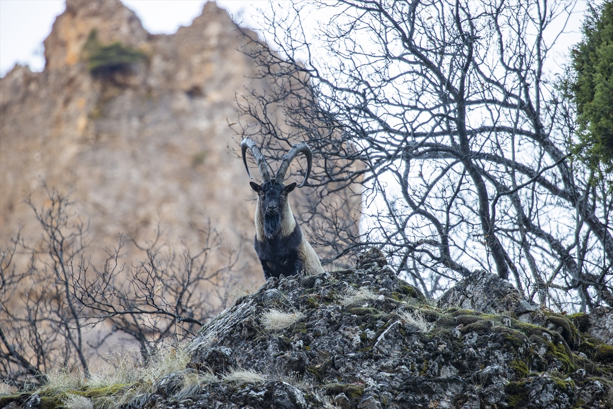 Tunceli'de yaban keçileri Munzur Vadisi'ne indi