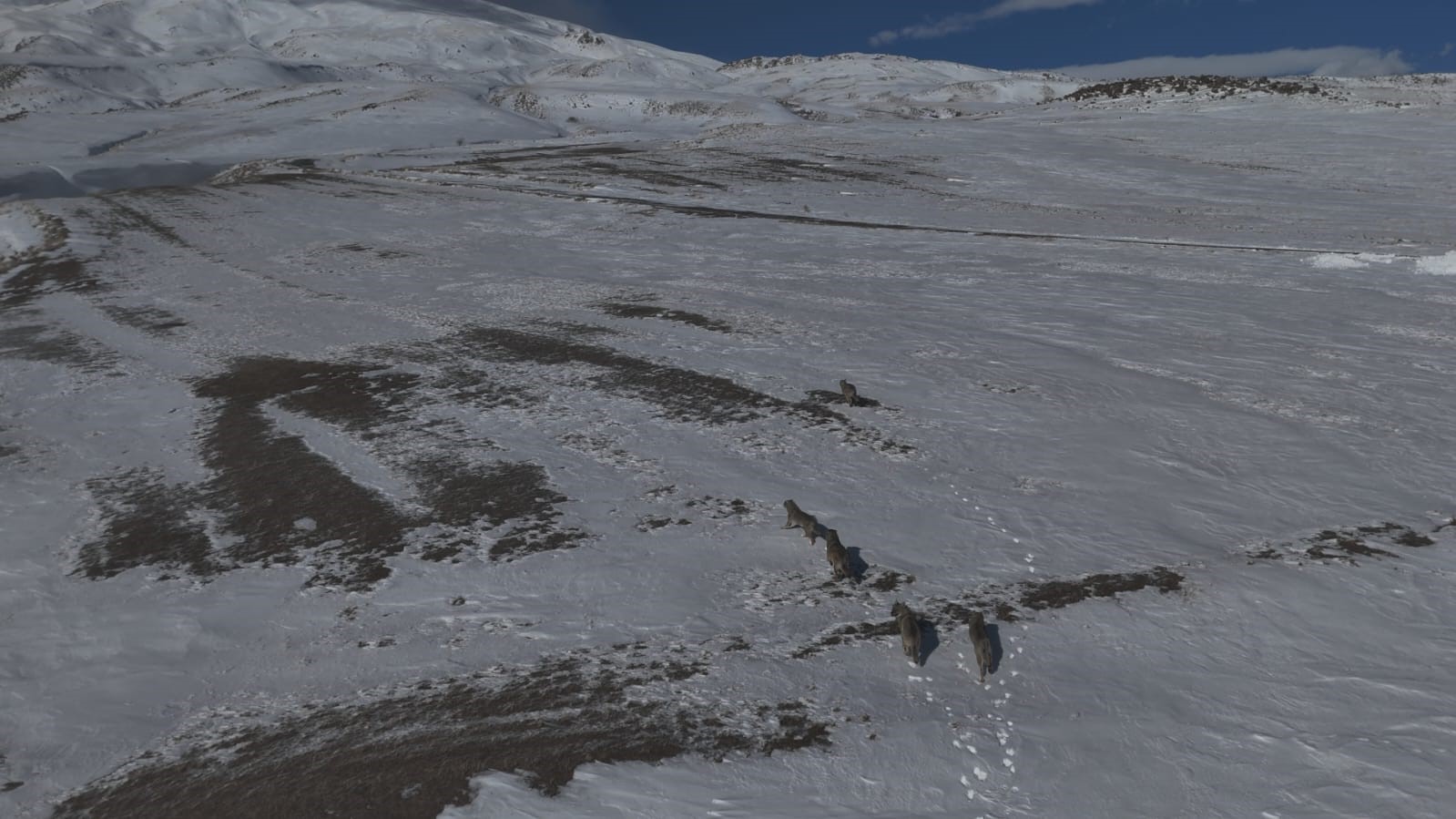 Aydınlar beldesinde kurt sürüsü görüntülendi
