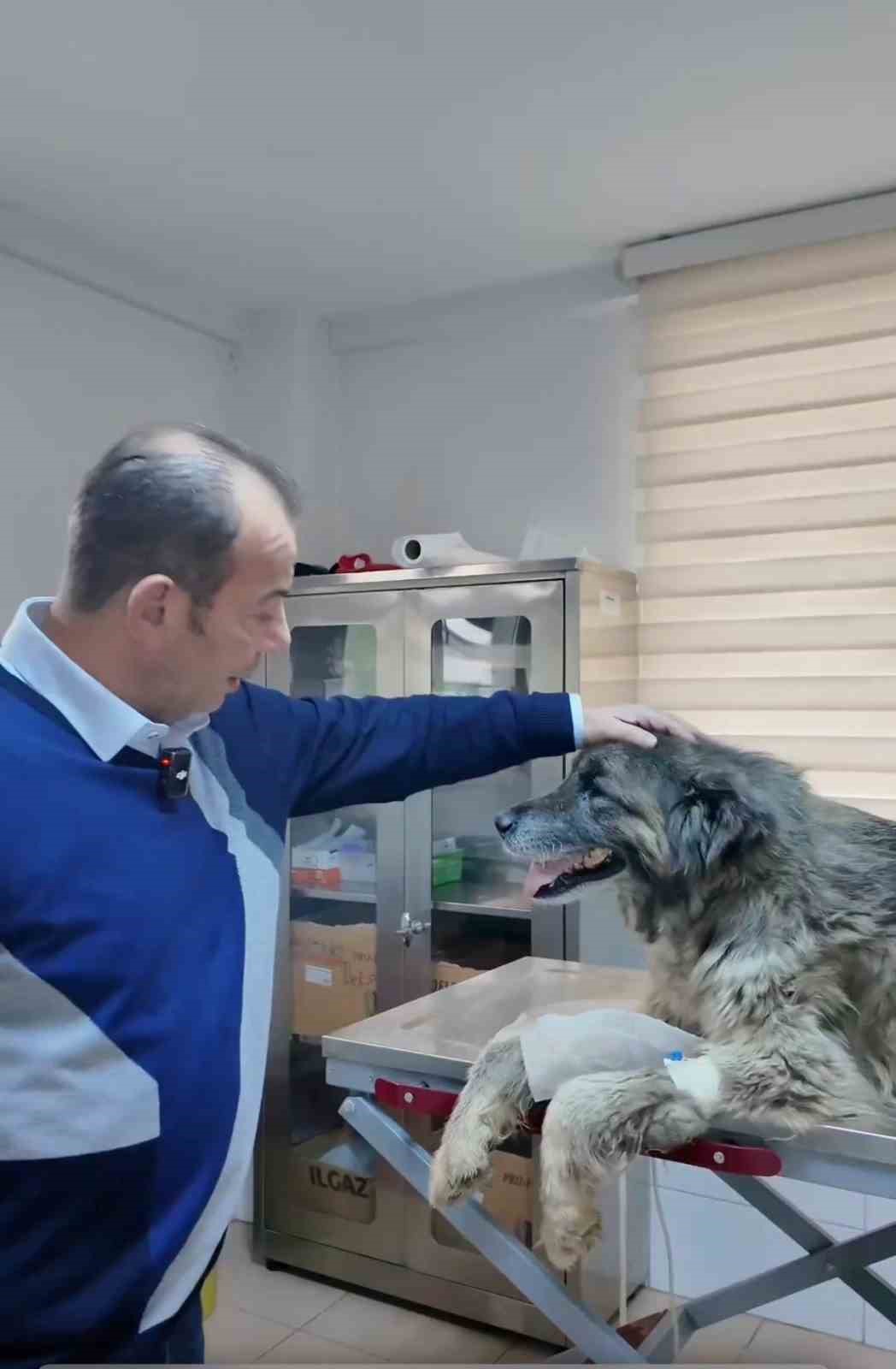 Bolu’da ezilen köpeğin röntgeninden 400 saçma çıktı:
