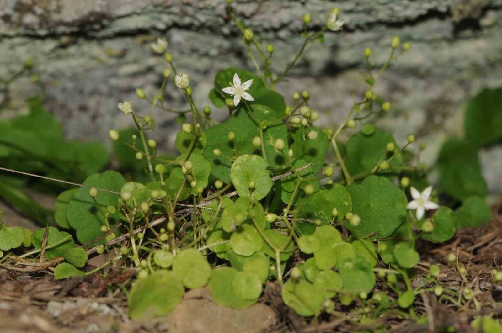 İzmir’de yeni bitki türü keşfedildi
İzmir’de yeni bitki türü keşfedildi