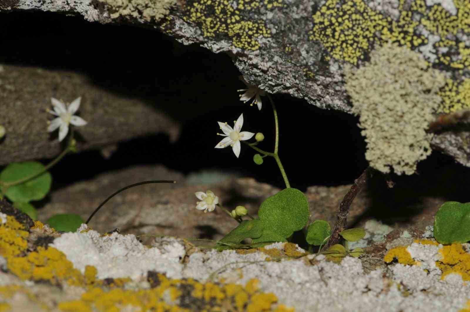İzmir’de yeni bitki türü keşfedildi
İzmir’de yeni bitki türü keşfedildi