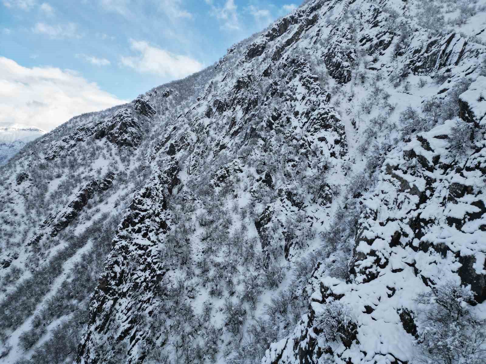 Karla birlikte meşe ormanı beyaza büründü

