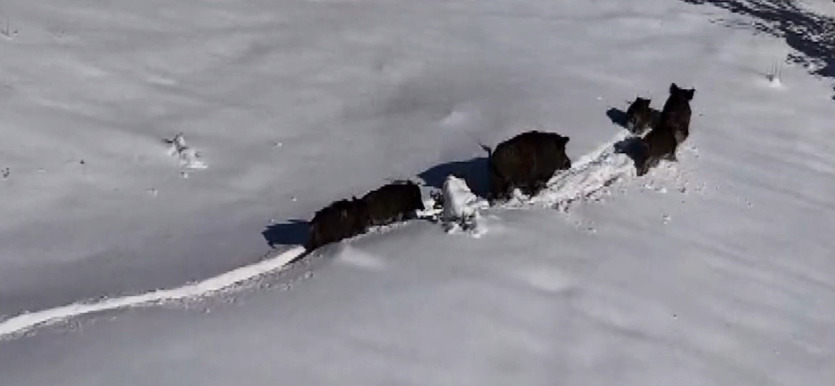 Karlı arazide ilerleyen domuz sürüsü havadan görüntülendi
