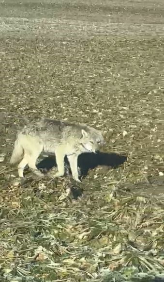 Kontrolsüz bırakılan gıdalar kurtların dengesini bozdu, kurtlar yerleşim yerlerine inmeye başladı
