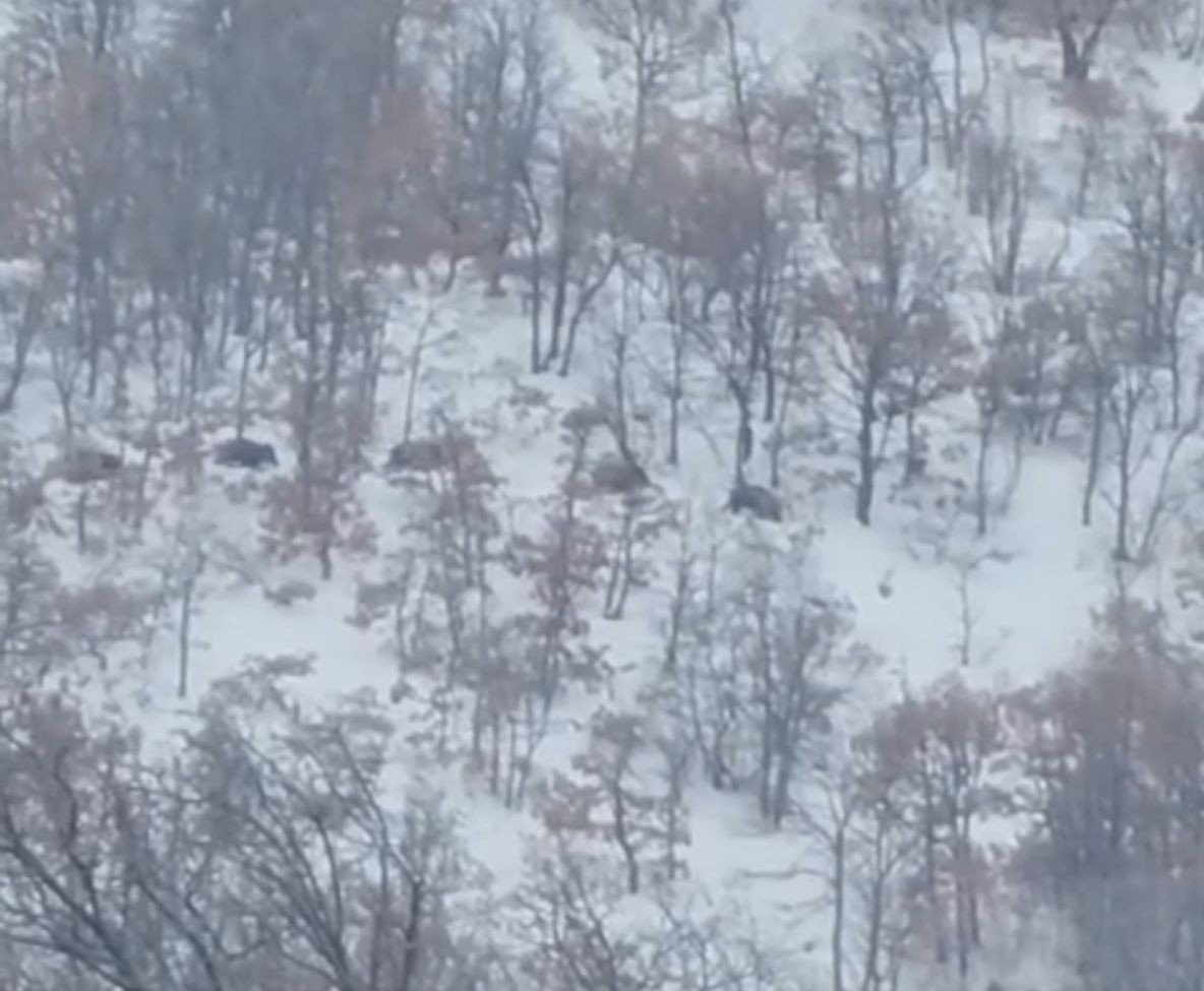 Malatya’da aç kalan domuz ve kurtlar, yerleşim yerlerine indi
Malatya’da aç kalan domuz ve kurtlar, yerleşim yerlerine indi