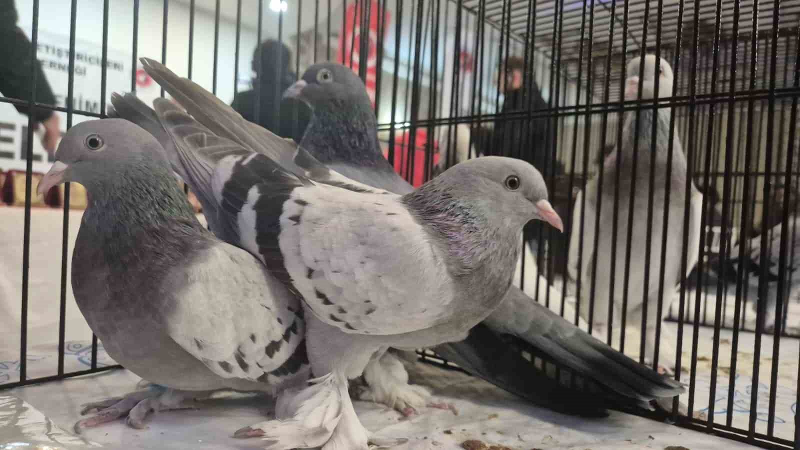 Samsun’da güvercin severler kenetlendi
Samsun’da güvercin severler kenetlendi