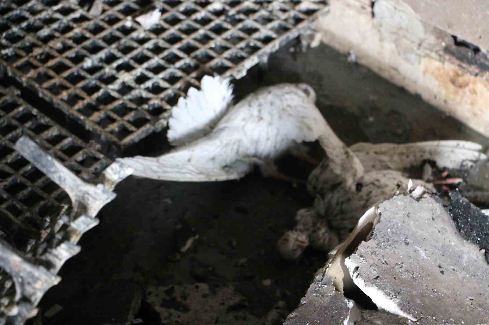 Türkiye’de bir ilkti: Diyarbakır’daki güvercin otelinde çıkan yangında 100’den fazla kuş telef oldu
