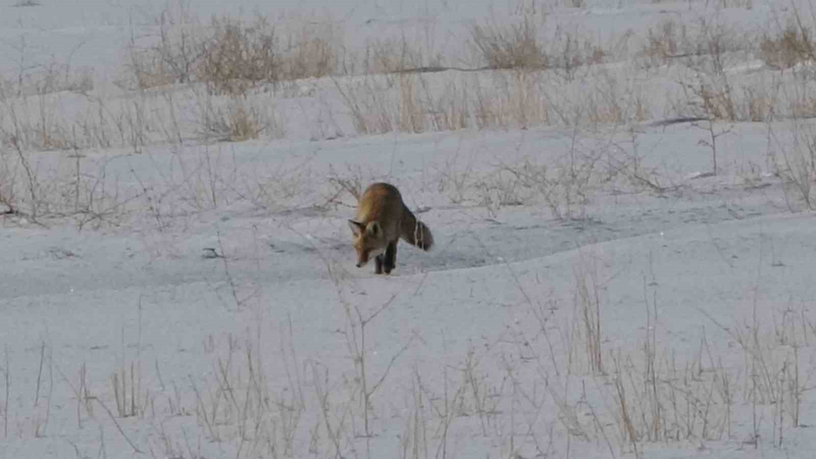 Van’da tilkilerin kar altındaki fare avı görüntülendi
