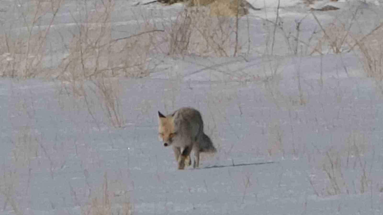 Van’da tilkilerin kar altındaki fare avı görüntülendi
