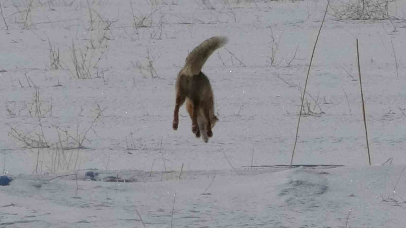 Van’da tilkilerin kar altındaki fare avı görüntülendi
