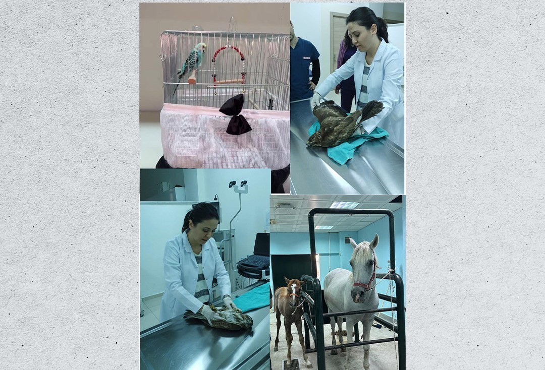 Veteriner Fakültesinde 3 bin hayvana şifa
