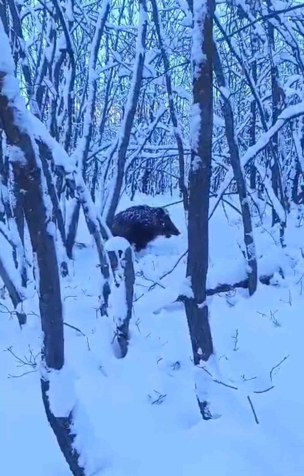 Yaban domuzunun saldırısına uğrayan çoban kameraya yansıdı
