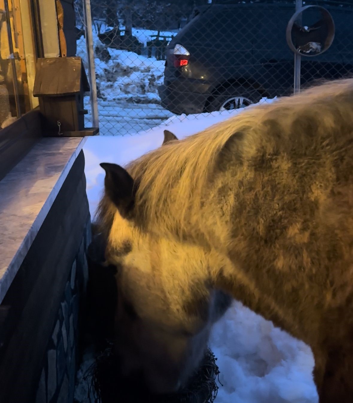 Yabani yılkı atları evine kadar geldi, ortaya samimi anlar çıktı: "Hoş geldiniz"
