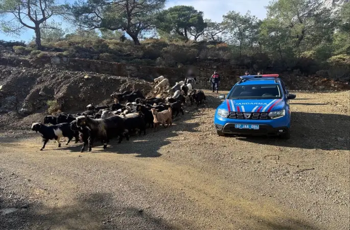 Antalya’da kaybolan 55 küçükbaş hayvan jandarma ekiplerince bulundu
