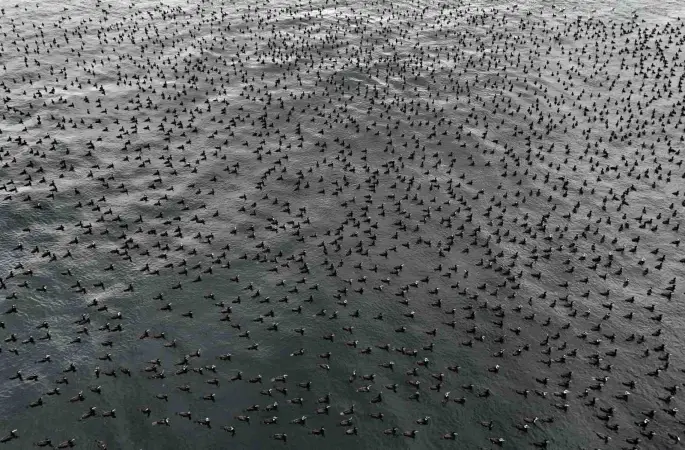 İstanbul’da dondurucu soğuk binlerce kuşu denizde bir araya getirdi
