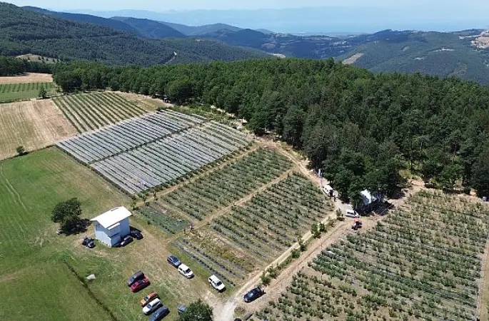 İznik'te Maviyemiş Hasadı Başladı
