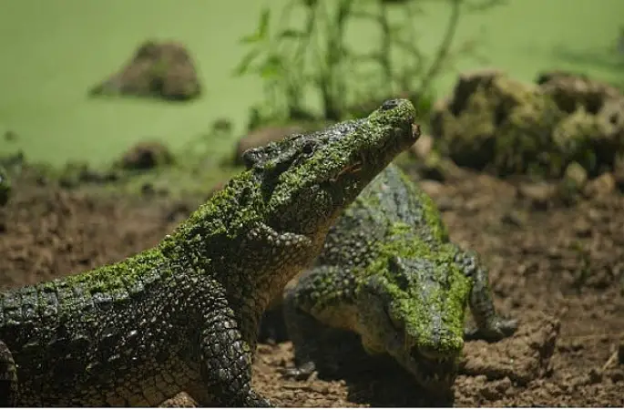 'Karayipler'in Vahşi Timsahları',   25 Ekim Pazar Saat 20.00'de National Geographic WILD Ekranlarında!