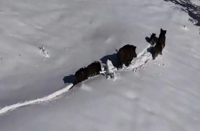 Karlı arazide ilerleyen domuz sürüsü havadan görüntülendi
