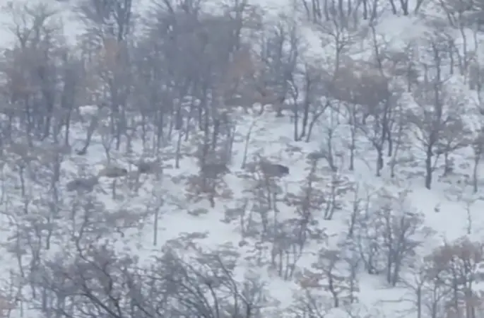 Malatya’da aç kalan domuz ve kurtlar, yerleşim yerlerine indi
