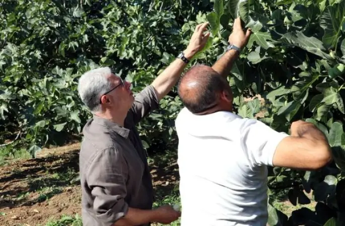 Mudanya’da incir hasadı devam ediyor