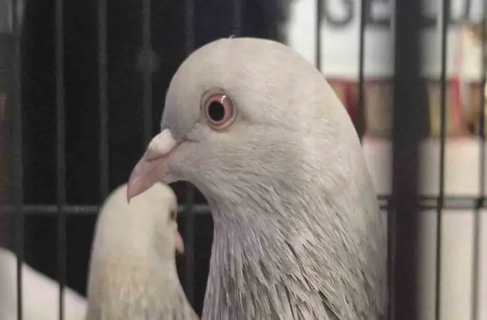 Samsun’da güvercin severler kenetlendi
