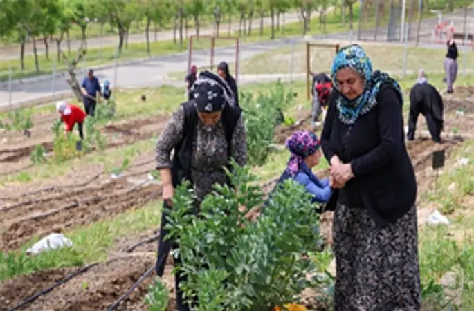 Toprakta hayat, sofrada bereket: Mahalle Bostanları'nda yaz hasadı
