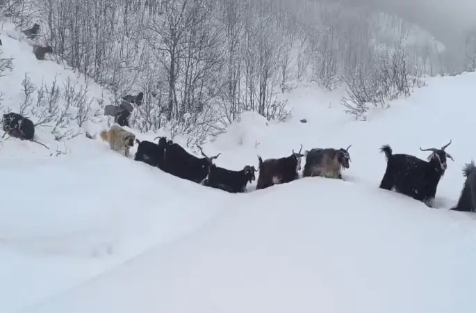 Yaban domuzunun saldırısına uğrayan çoban kameraya yansıdı
