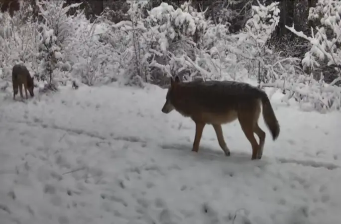 Yiyecek arayan vaşak ile kurtlar fotokapana yansıdı
